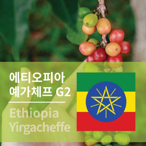 에티오피아 예가체프 G2 생두 생두구입 커피생두 아프리카커피