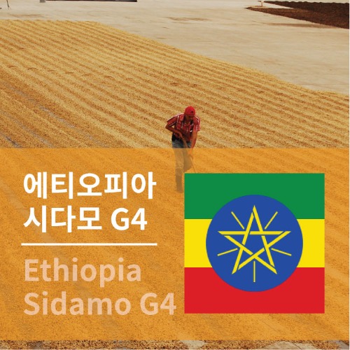 에티오피아 시다모  G4  생두도매 생두구입 커피생두 아프리카커피